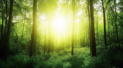 Fototapeta premium Tranquil forest bathed in soft sunlight, earthy tones blending harmoniously, evoking peace and natural serenity.