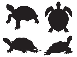 Turtle Silhouette Design Collection