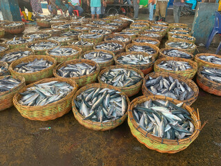 The catch of fishermen using large boats.