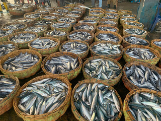 Catches of fishermen in the deep sea, pacific ocean, atlantic ocean.