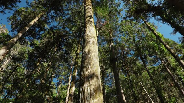 Looking up view of tree trunk to green leaves of tree in forest 