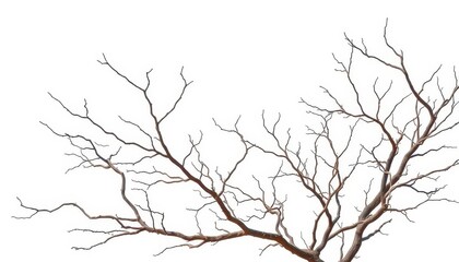 Obraz premium Bare, gnarled branches isolated on pure white , tree branch, natural