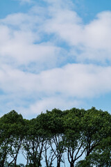 Fototapeta premium 空雲木