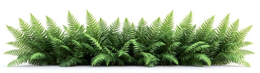 Obraz premium Lush green ferns create a vibrant natural border perfect for landscaping designs or botanical illustrations adding a touch of nature.