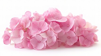 Obraz premium Cluster of Soft Pink Hydrangea Flowers on White Background