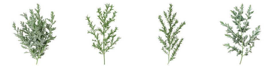Wormwood isolated on transparent background.PNG Set of