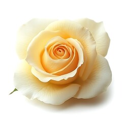 Single pale yellow rose blossom isolated on white.