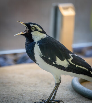 A male magpie lark (grallina cyanoleuca cyanoleuca) calling to its mate.
