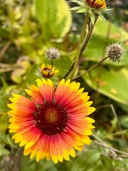 Gaillardia pulchella, firewheel flower