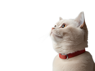 Profile of a Curious Cream-Colored Cat with Red Collar Against Minimalist Background