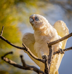 Little Corella (cacatua sanguinea) perched in a tree.
