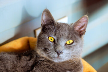 Gray cat with bright yellow eyes is lying in cozy bed, appearing calm attentive in home environment.