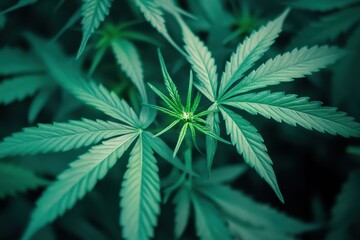 Close-up of lush green cannabis leaves in natural light, displaying their unique serrated edges.