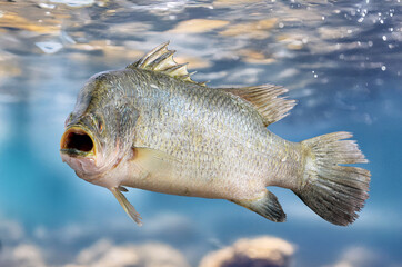 A fish Barramundi (Lates calcarifer), known as Asian sea bass is swims with open mouth