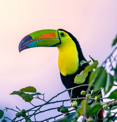 toucan on a branch in jungle of Tikal national park in Guatemala 