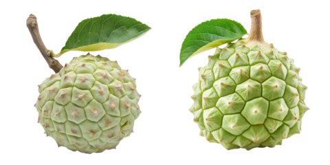 Two green, spiky fruits with leaves attached, showcasing a textured surface and unique geometric patterns.