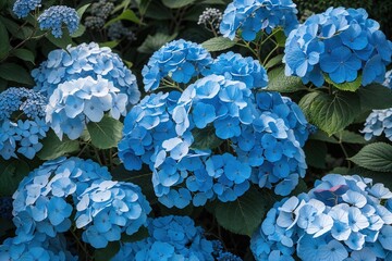 Breathtaking Aerial View of Lush Blue Hydrangeas for Sophisticated Garden Display