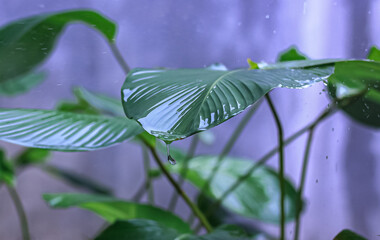 Raindrops on Calathea Lutea Leaves
