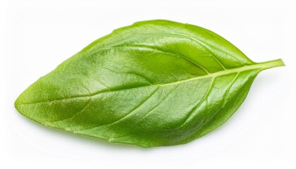 Fresh Basil Leaf