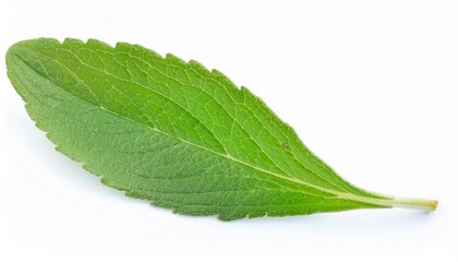 Single Stevia Leaf