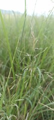 Obraz premium grass in the wind
