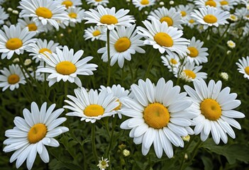 Fototapeta premium There are many white and yellow flowers in a field