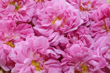 色鮮やかなピンク色の美しい「ダマスクローズ」香りの女王と呼ばれアロマのエッセンシャルオイルはとても高価なものです。香りは素晴らしく癒やしの効果が抜群です。