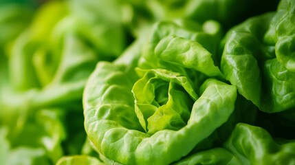 Obraz premium Fresh Butterhead Lettuce in Close-Up, Showcasing Nature's Vibrant Beauty and Delicate Texture 