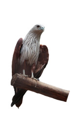 Animals wildlife, isolated of Eagle 