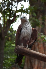 Bird Eagle on the tree 