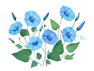 Blue morning glory flowers delicate petals and vibrant blue hues, green leaves, PNG file isolated on transparent background

