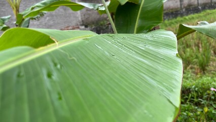 Daun pisang dan embun pagi 