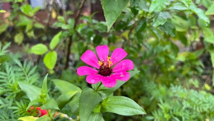 Obraz premium pink flowers in the garden