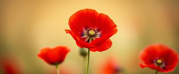Obraz premium Close-up of two vibrant red poppies in full bloom against a soft, blurred background, material, colorful