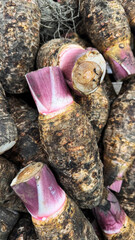 a pile of taro roots in a supermarket. fresh raw organic taro root. taro root, also known as eddo...