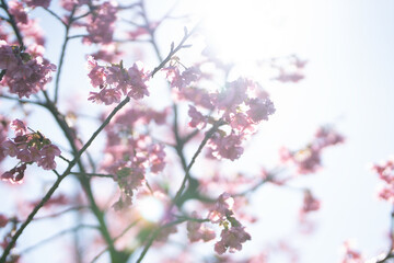 Soft-Focus Cherry Blossoms with Sunlight Filtering Through the Branches in Spring