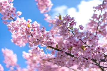 Close-up of Pink Cherry Blossoms in Full Bloom Against a Bright Blue Sky in Springtime