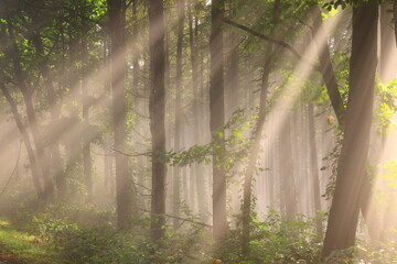 森に射す光芒