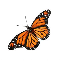 Obraz premium Vibrant Orange Butterfly with Black and White Patterns on Wings