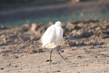 Littel white egret