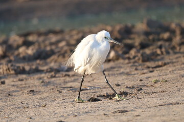 Littel white egret