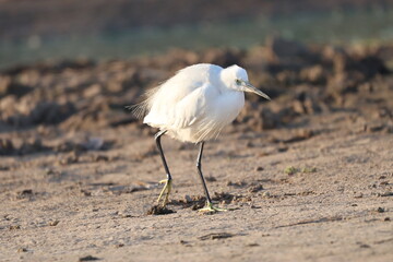 Littel white egret