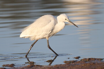 Littel white egret