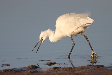 White Heron