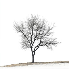 Solitary tree on snowy hill against white sky
