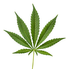 cannabis leaf isolated on white
