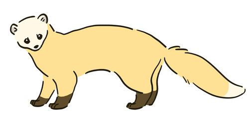 冬毛のテンのイラスト