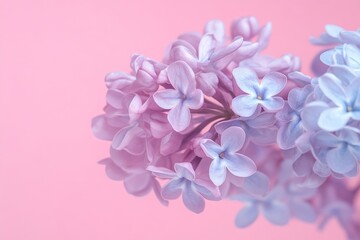 Obraz premium Lilac Blossom Delights: A Pastel Dream of Spring