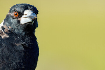 A closeup of an Australian magpie 