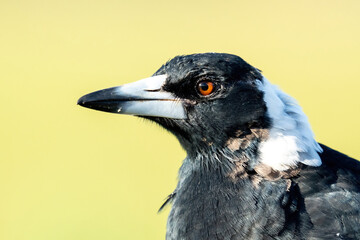 Portrait of an Australian Magpie
